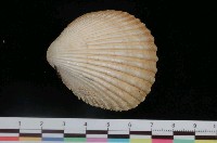 藏品(黃邊鳥尾蛤)的圖片